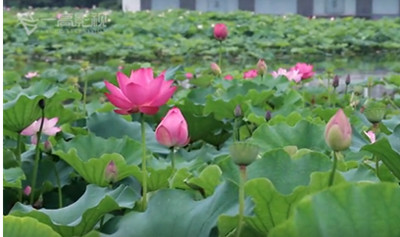 钟楼区新闸街道《我的祖国》快闪